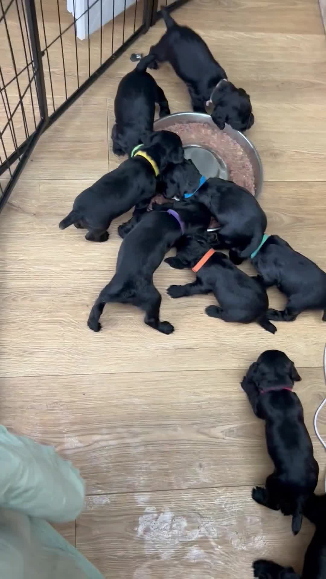 Cocker Spaniel dogs for sale: Beautiful litter of 9 working cocker spaniel pups  - Video 5