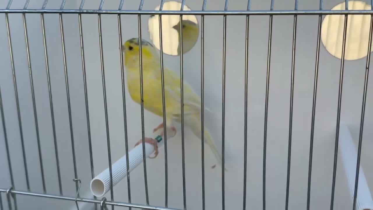 Finches birds for sale: waterslager canary Hen - Video 1