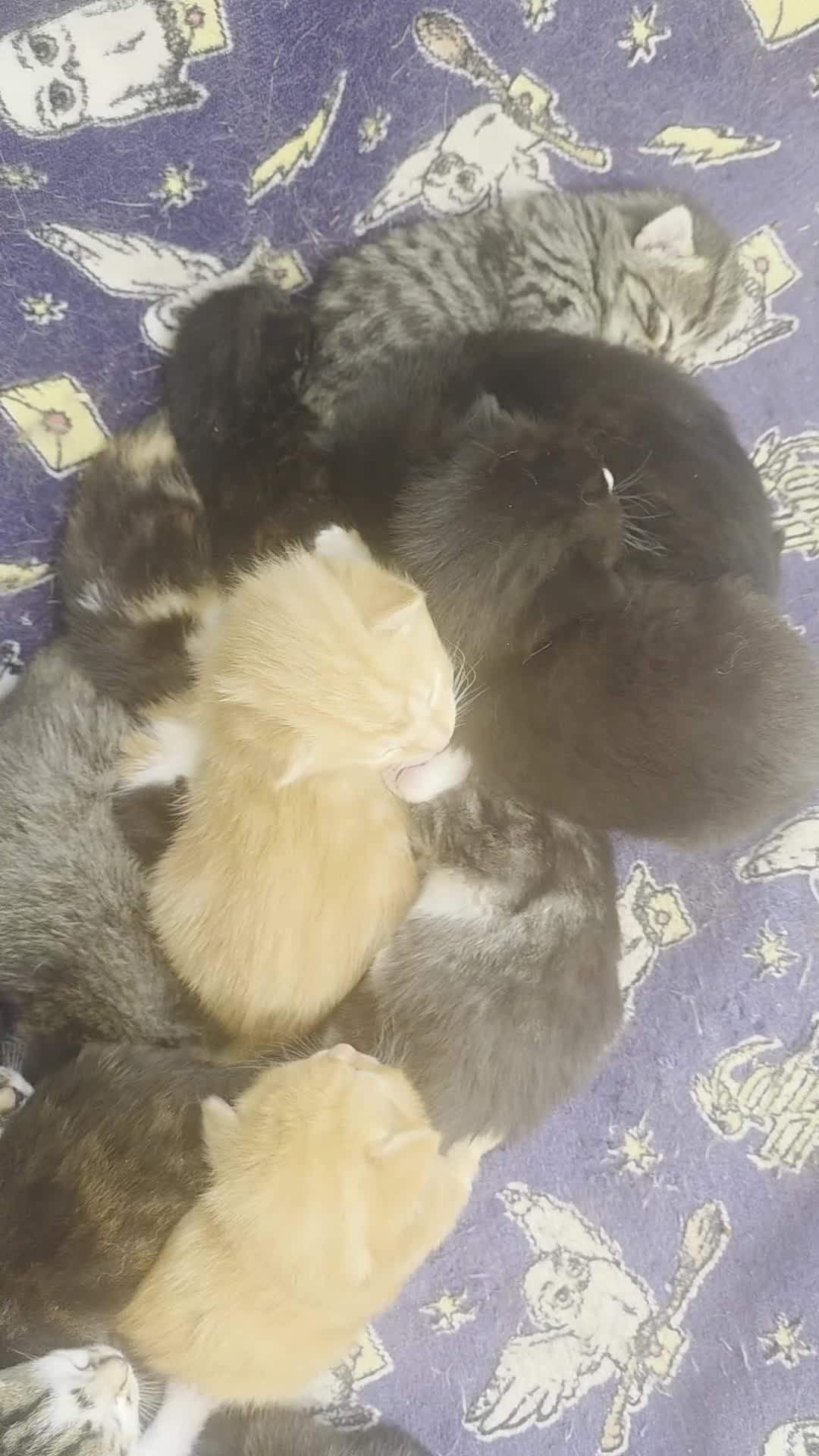 Mixed Breed cats for sale: Little kittens are looking for new homes. - Video 2