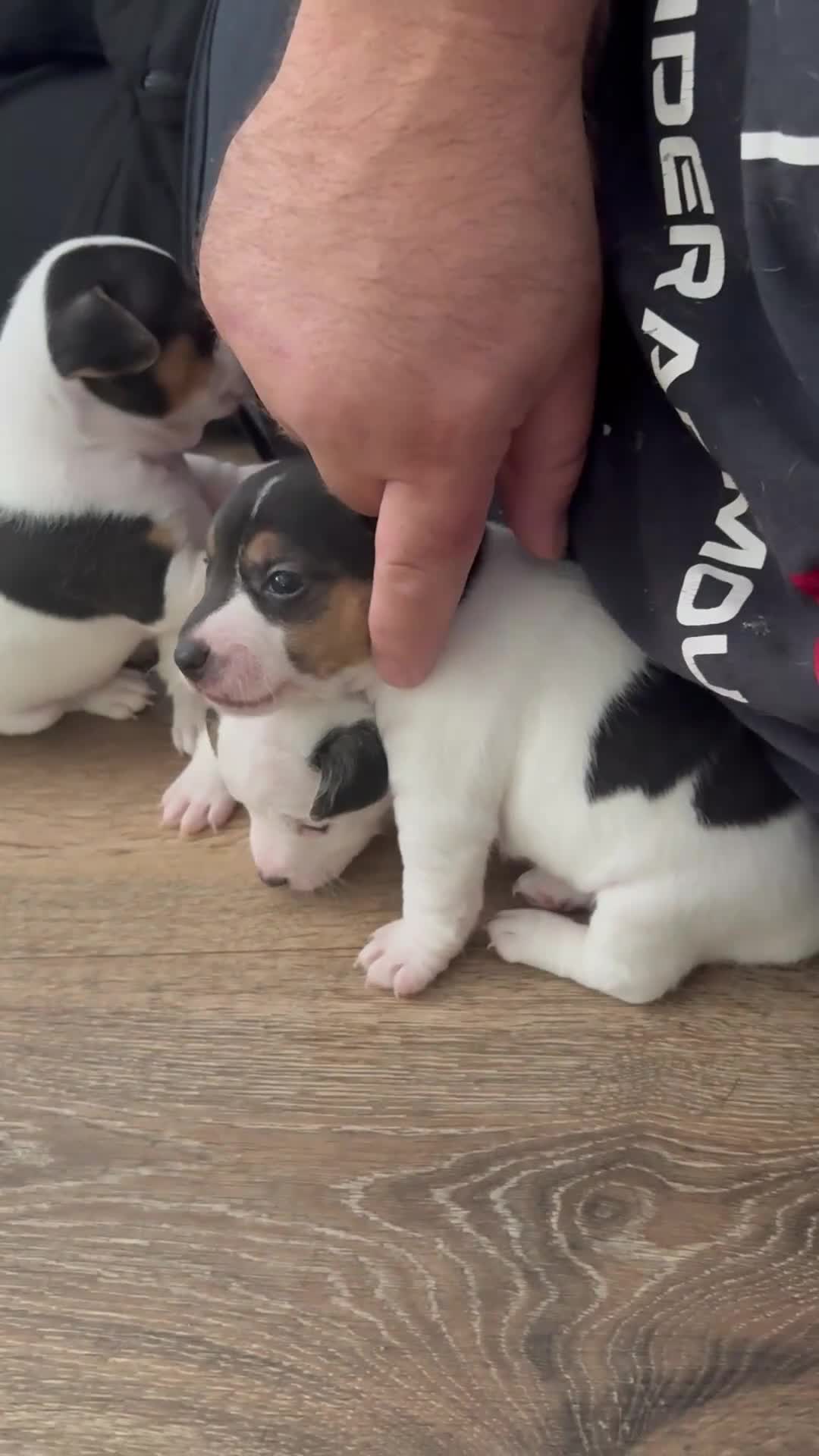 Jack Russell dogs for sale: jack Russell puppies for sell  - Video 1