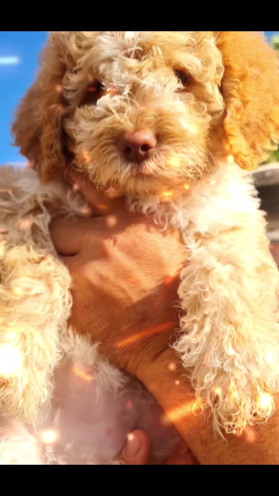 Lagotto Romagnolo dogs for sale: ❗️Ready to go❗️Lagotto - The best breed ever in London - Video 4