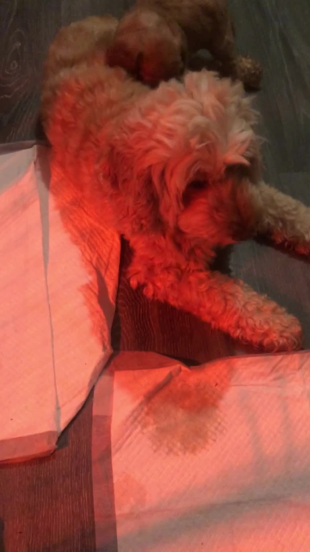 Cockapoo dogs for sale: Stunning cockapoo boys for sale  - Video 1