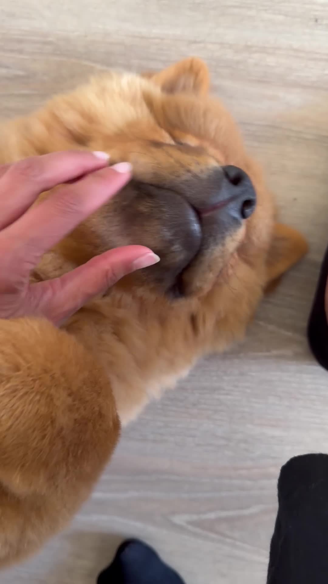 Chow Chow dogs for sale: Beautiful and exquisite female pup - PLEASE READ  - Video 1
