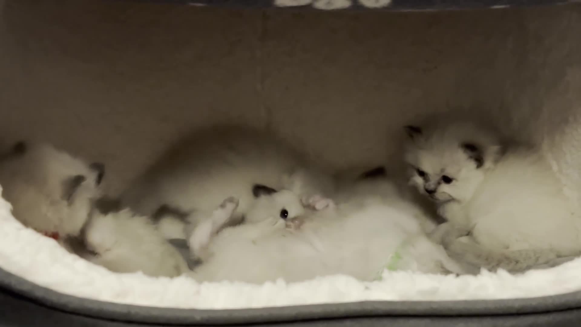 Ragdoll cats for sale: GCCF registered Pedigree Ragdoll kittens - Video 3