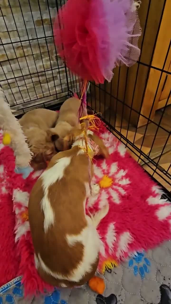 Miniature Dachshund dogs for sale: 🐾A rare pair of identical twins mini dachshunds🐾 - Video 1