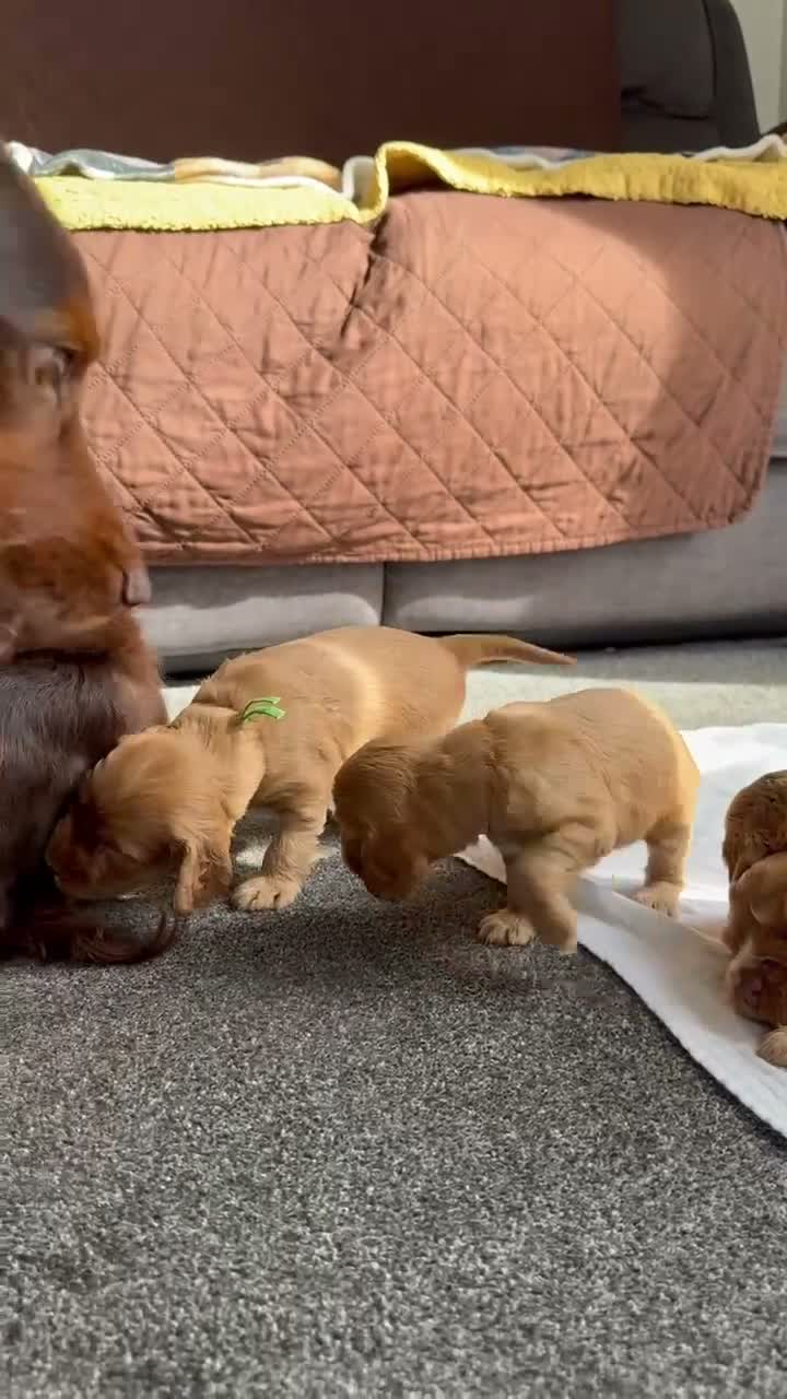 Cocker Spaniel dogs for sale: Beautiful Cocker Spaniel Puppies - Video 1