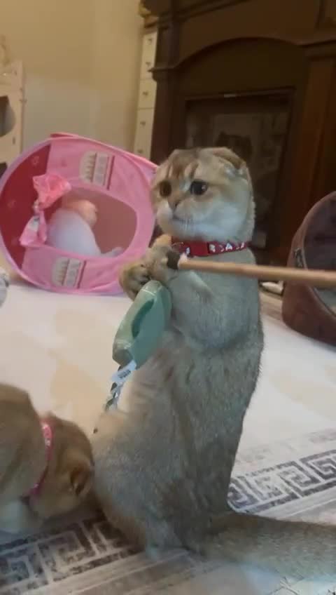 Scottish Fold cats for sale: Beautiful TICA Registered Scottish Girl Kittens - Video 1