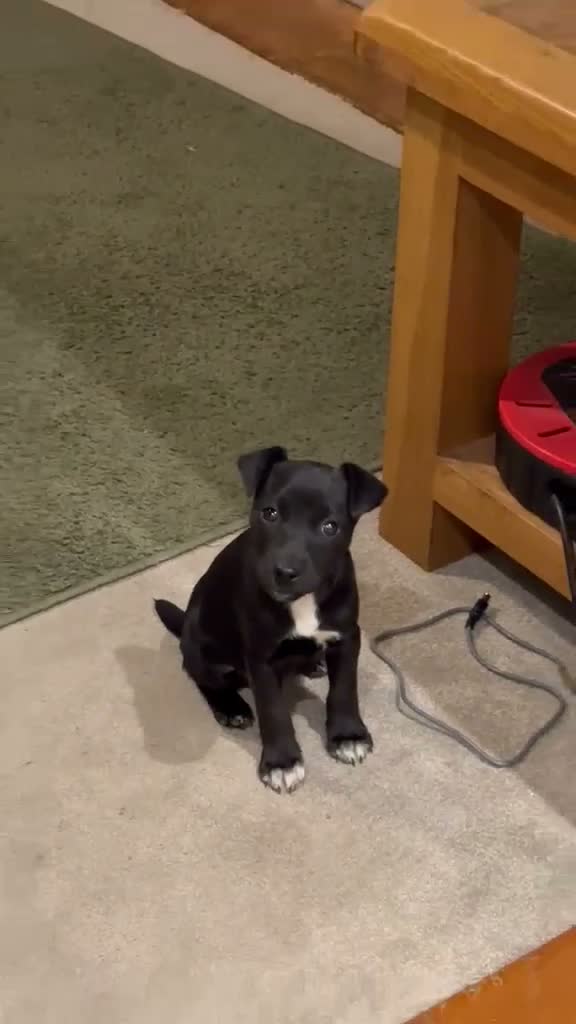 Patterjack dogs for sale: Beautiful patterdale female  - Video 1