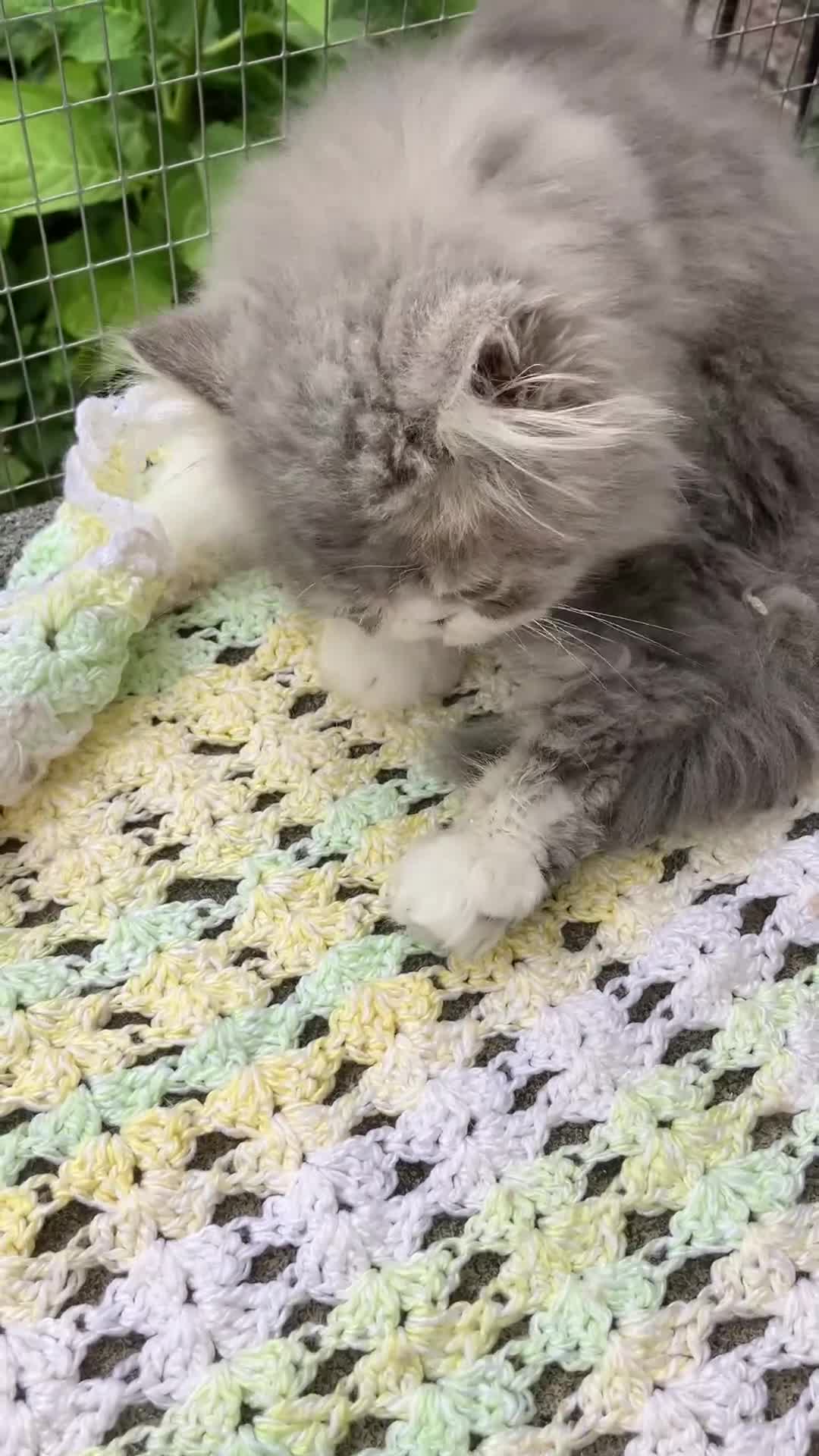 Persian cats for sale: Unexpectedly available Two Pure Persian Kittens  - Video 2