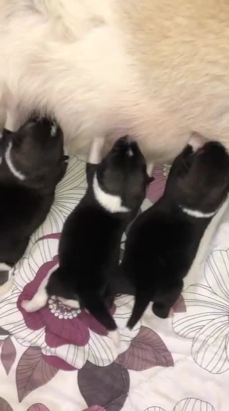 Akita dogs for sale: Gorgeous Full American Akita Pups in London - Video 1