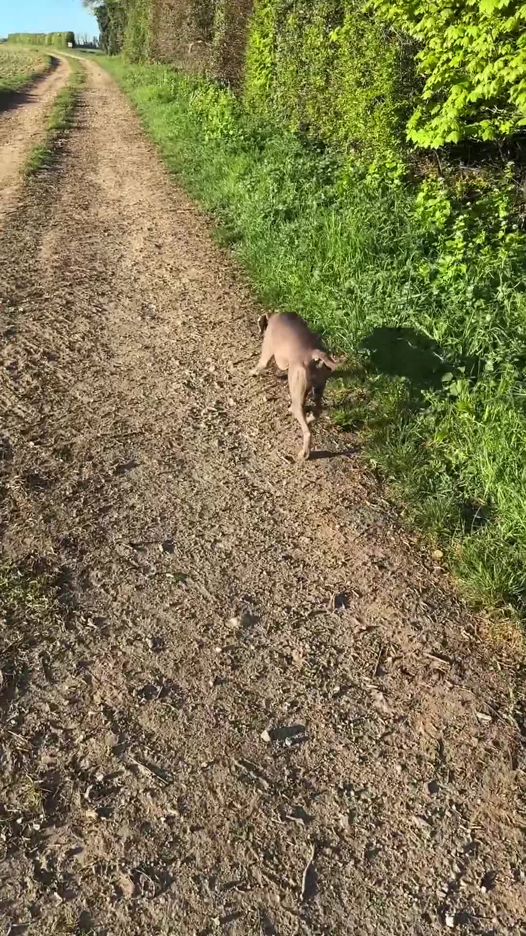 Weimaraner dogs for adoption: Beautiful petite Weimaraner bitch (spayed) in Grantham - Video 1