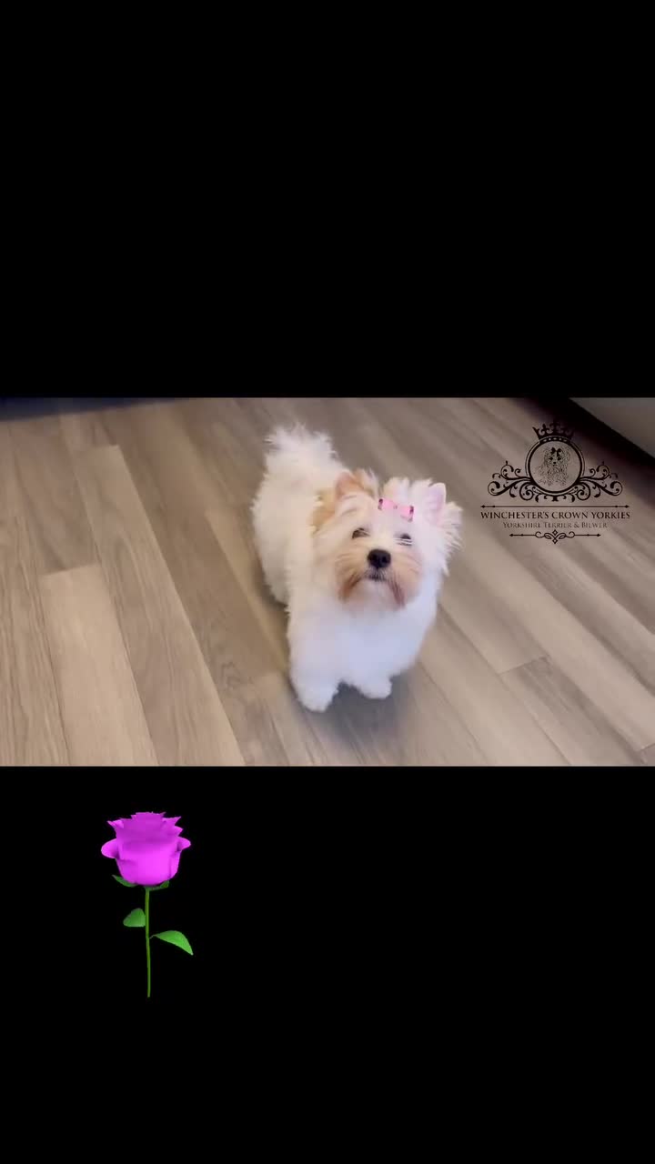 Yorkshire Terrier dogs for sale: ❤️Only 1 Girl left Golddust YT🥇Champion heritage! - Video 5