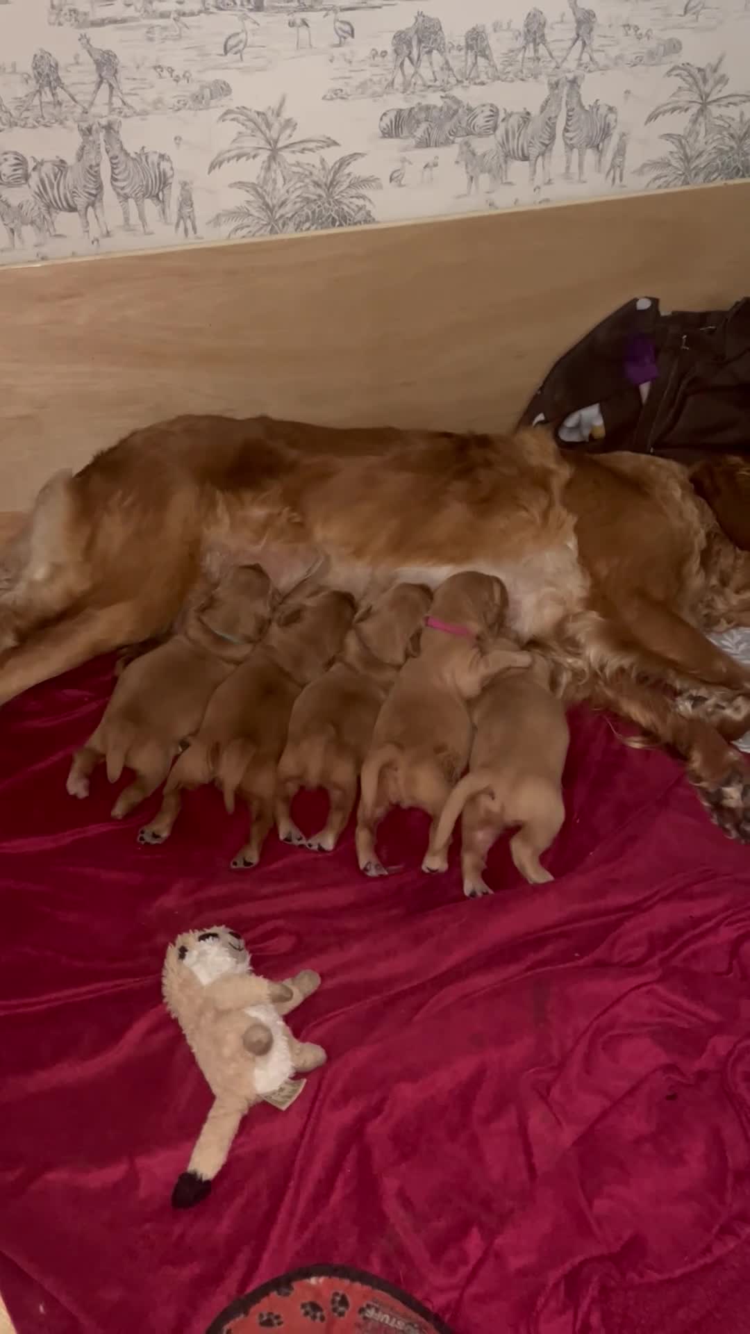 Golden Retriever dogs for sale: Family raised, fox red golden retriever puppies. - Video 1