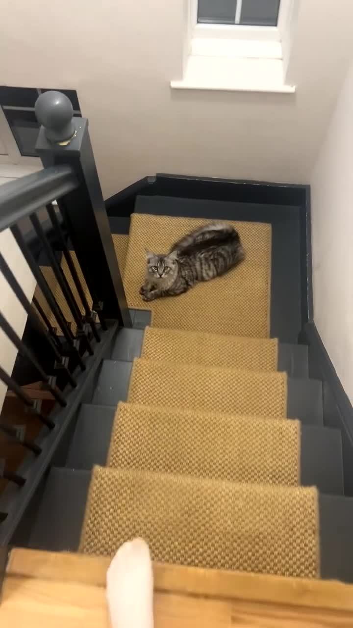 Maine Coon cats for stud: Silver Striped Male for STUD - Video 2