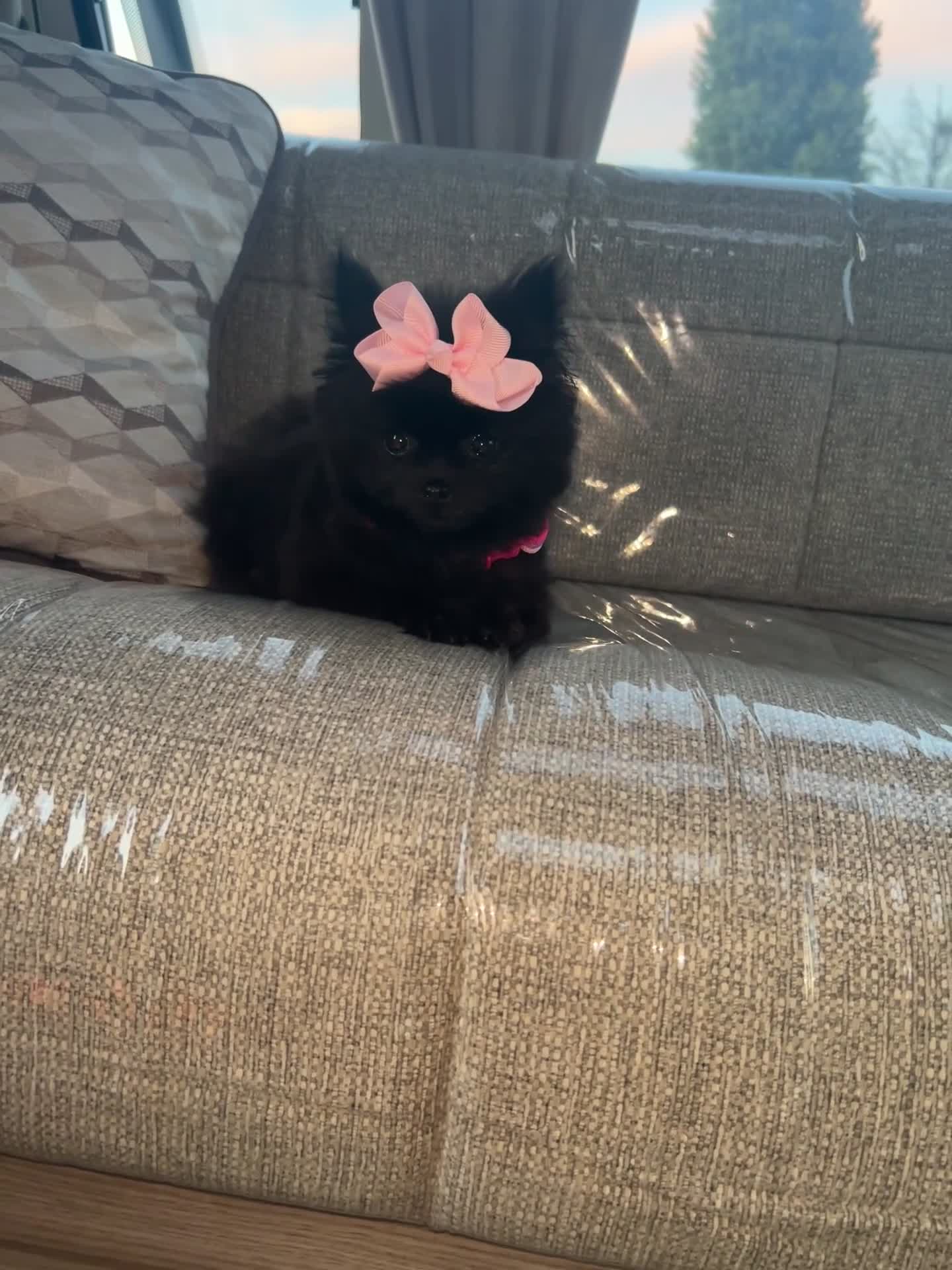 Pomeranian dogs for sale: darla🌸💗 - Video 1