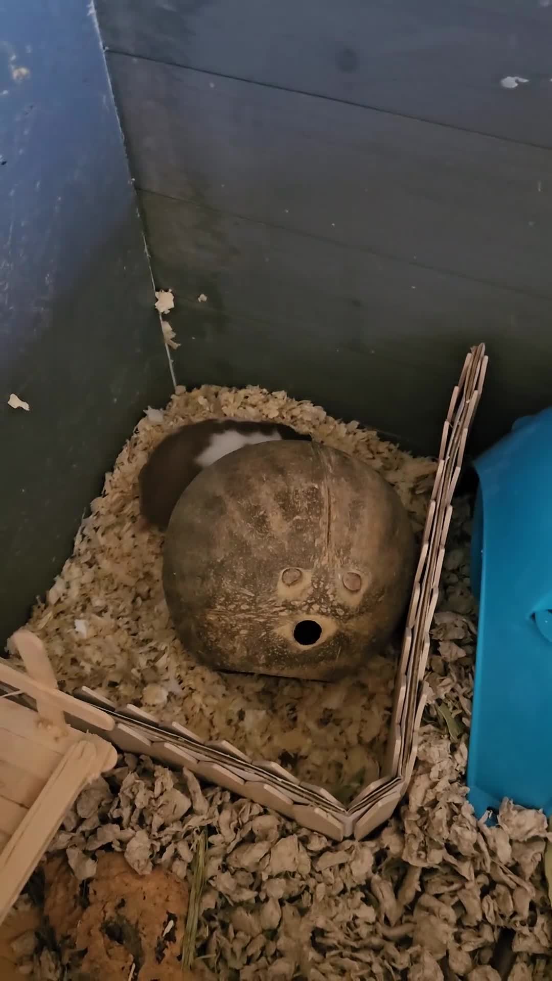 Hamster rodents for sale: Georgous female syrian hamster in Carlisle - Video 1