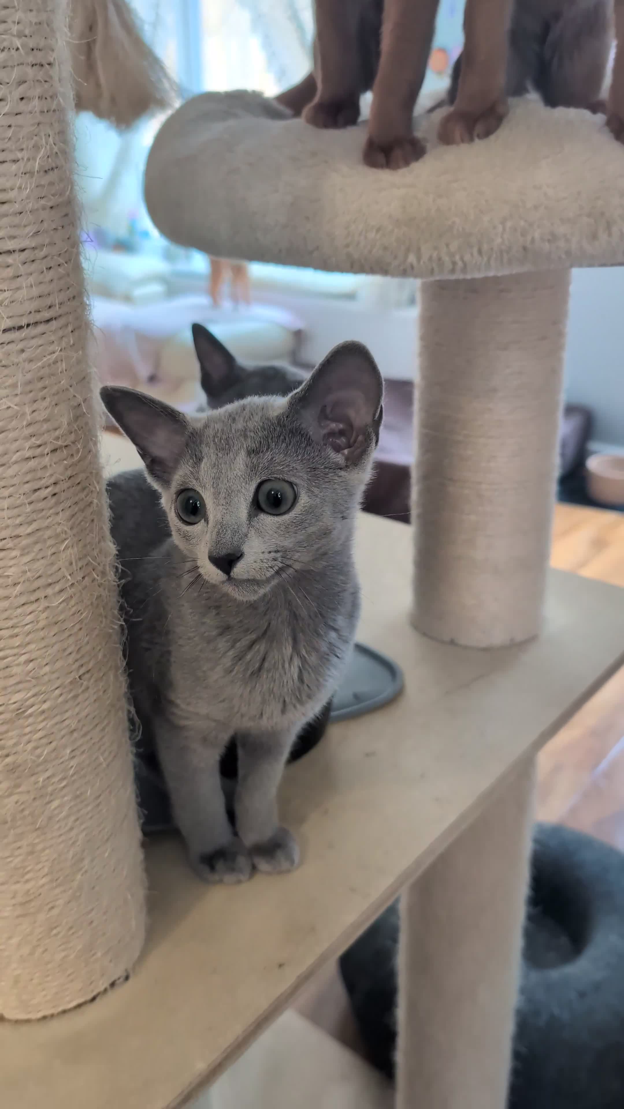 Russian Blue cats for sale: Stunning Russian Blue babies  in Huddersfield - Video 2