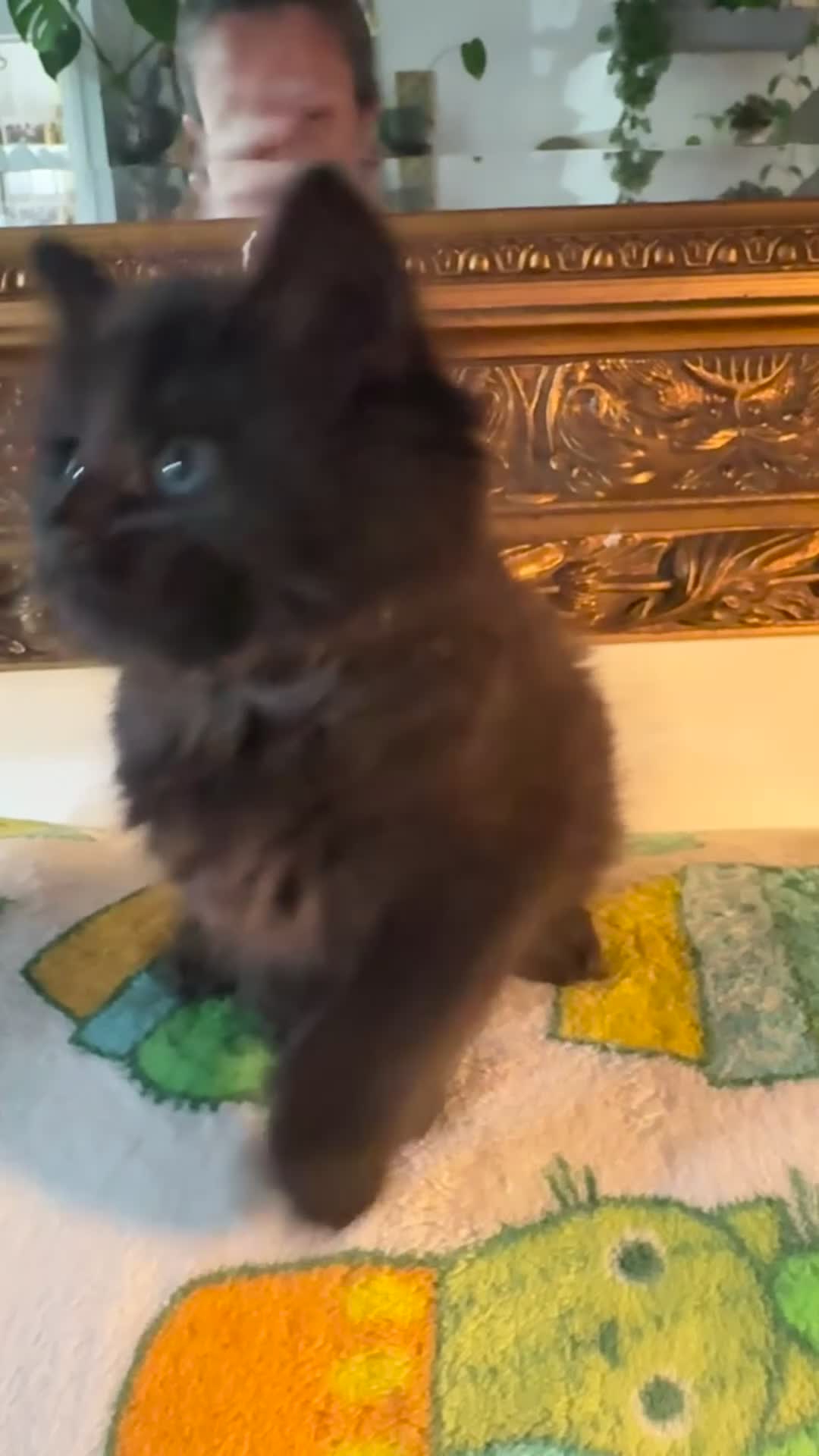 Mixed Breed cats for sale: Beautiful kittens 🐈‍⬛ READY from 25/04 - Video 2