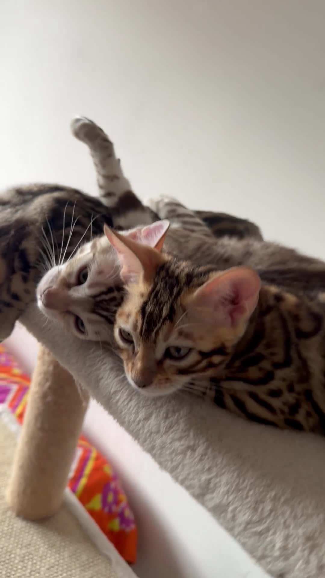 Bengal cats for sale: TICA, GCCF Champion Bloodline Bengal Kittens in London - Video 1