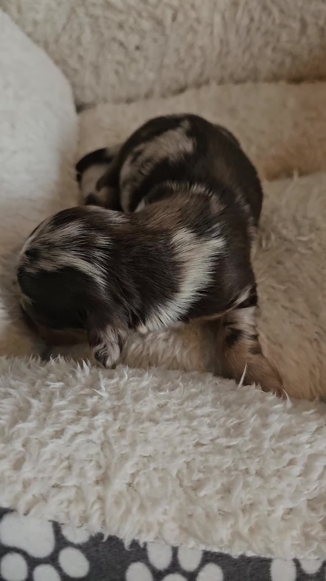 Miniature Dachshund dogs for sale: 3 beautiful longhaired dapple dachshund - Video 5