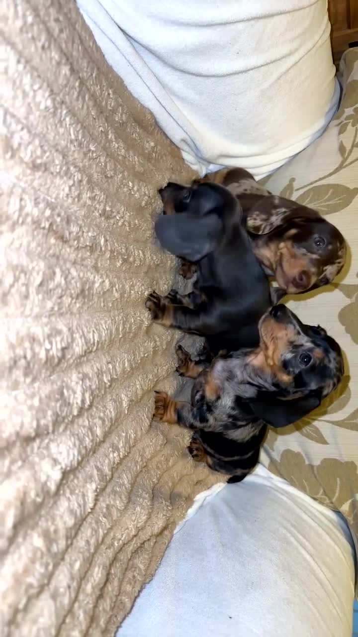 Miniature Dachshund dogs for sale: Mini dapple Dashaund puppy - Video 4