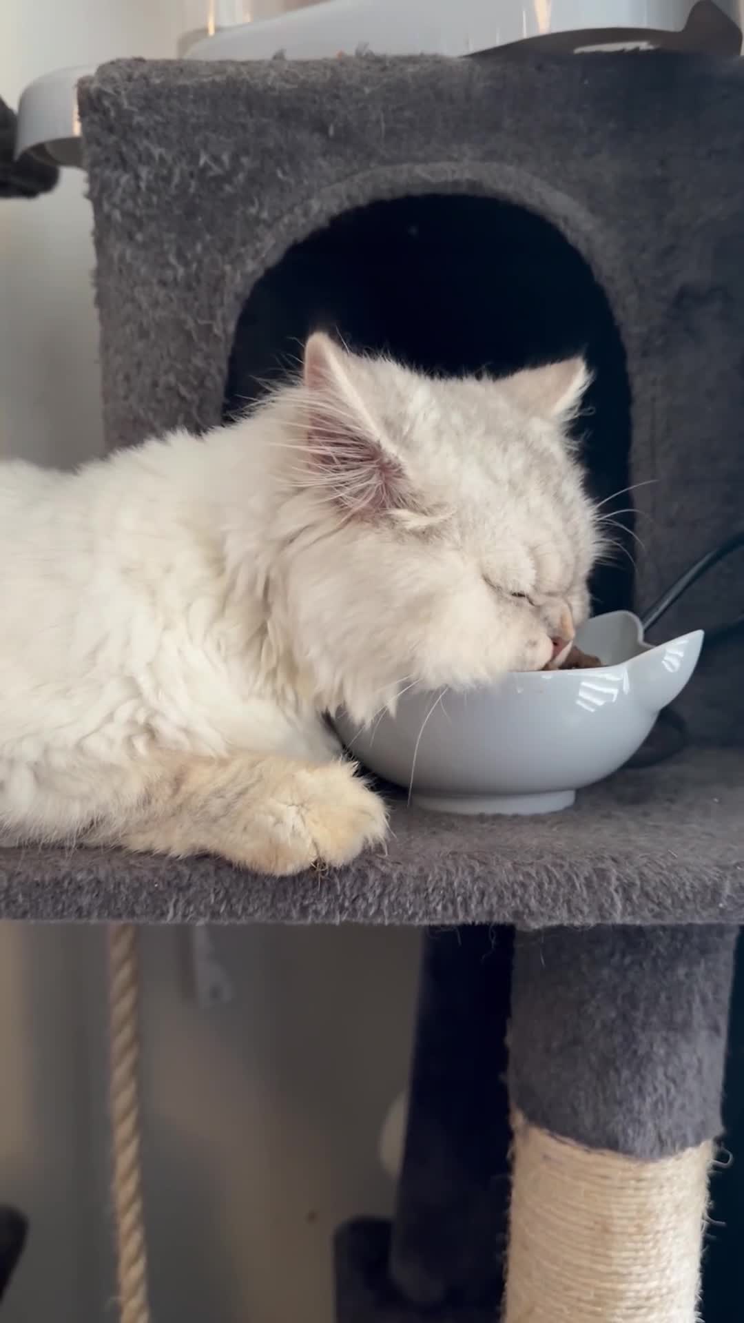 Mixed Breed cats for stud: ⭐ PROVEN STUD – BRISTOL ⭐ - Video 2