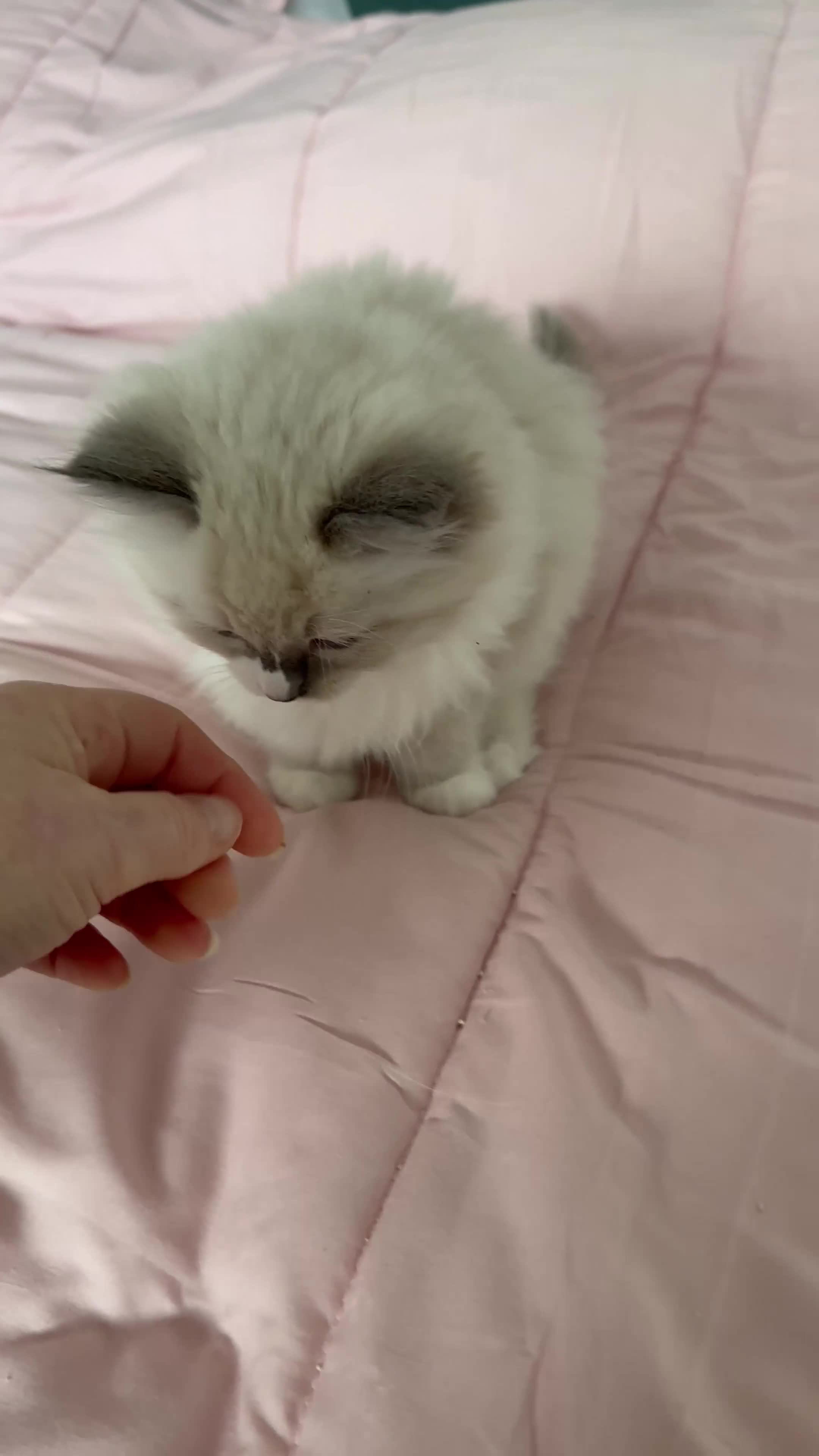 Ragdoll cats for sale: Ragdoll female rate calico  - Video 1