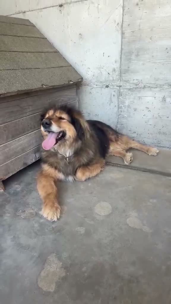 Mixed Breed dogs for adoption: Baloo, 10 yrs approx. Available for adoption. in Brixham - Video 1