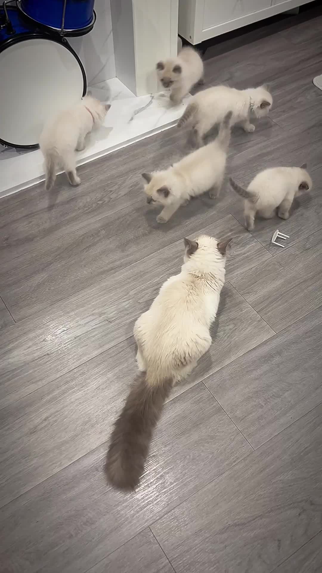 Ragdoll cats for sale: *LAST* Female bluepoint ragdoll kitten Ready NOW! - Video 1