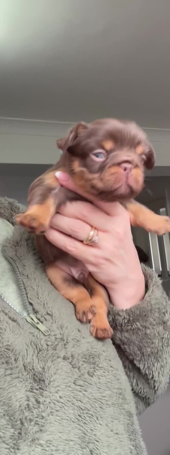 French Bulldog dogs for sale: Last adorable female cream Fluffy French Bulldogs  - Video 3