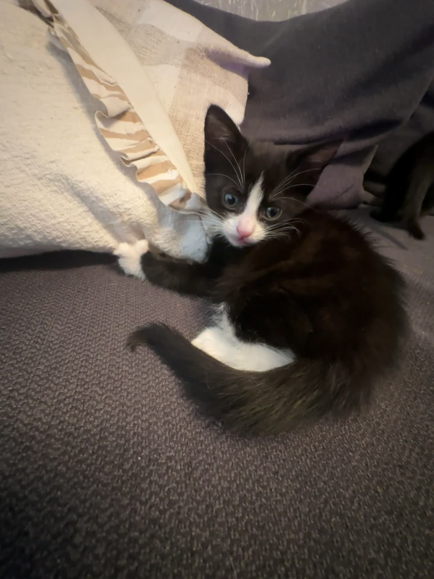 Mixed Breed cats for sale:  Premium Quality Female Kittens Panda, Luna & Nova - Video 1