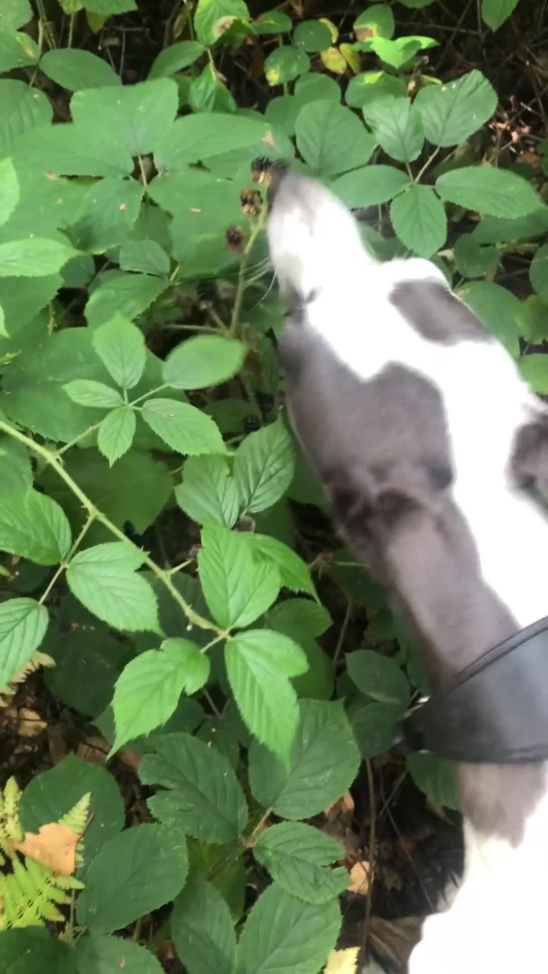 Whippet dogs for sale: Bella beautiful whippet  - Video 1