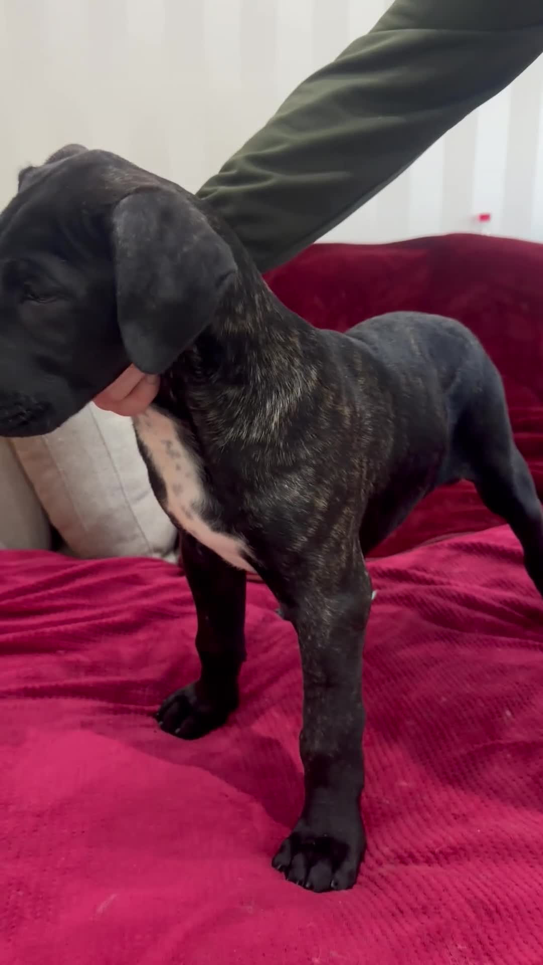 Presa Canario dogs for sale: Presa Canario pups available - NO TIMEWASTERS - Video 1