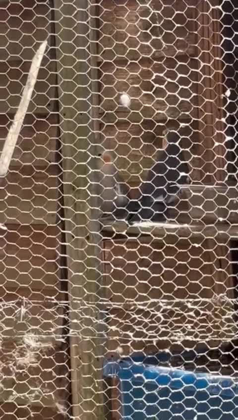 Cockatiels birds for sale: 2 Cockatiels for sale in Ipswich - Video 1