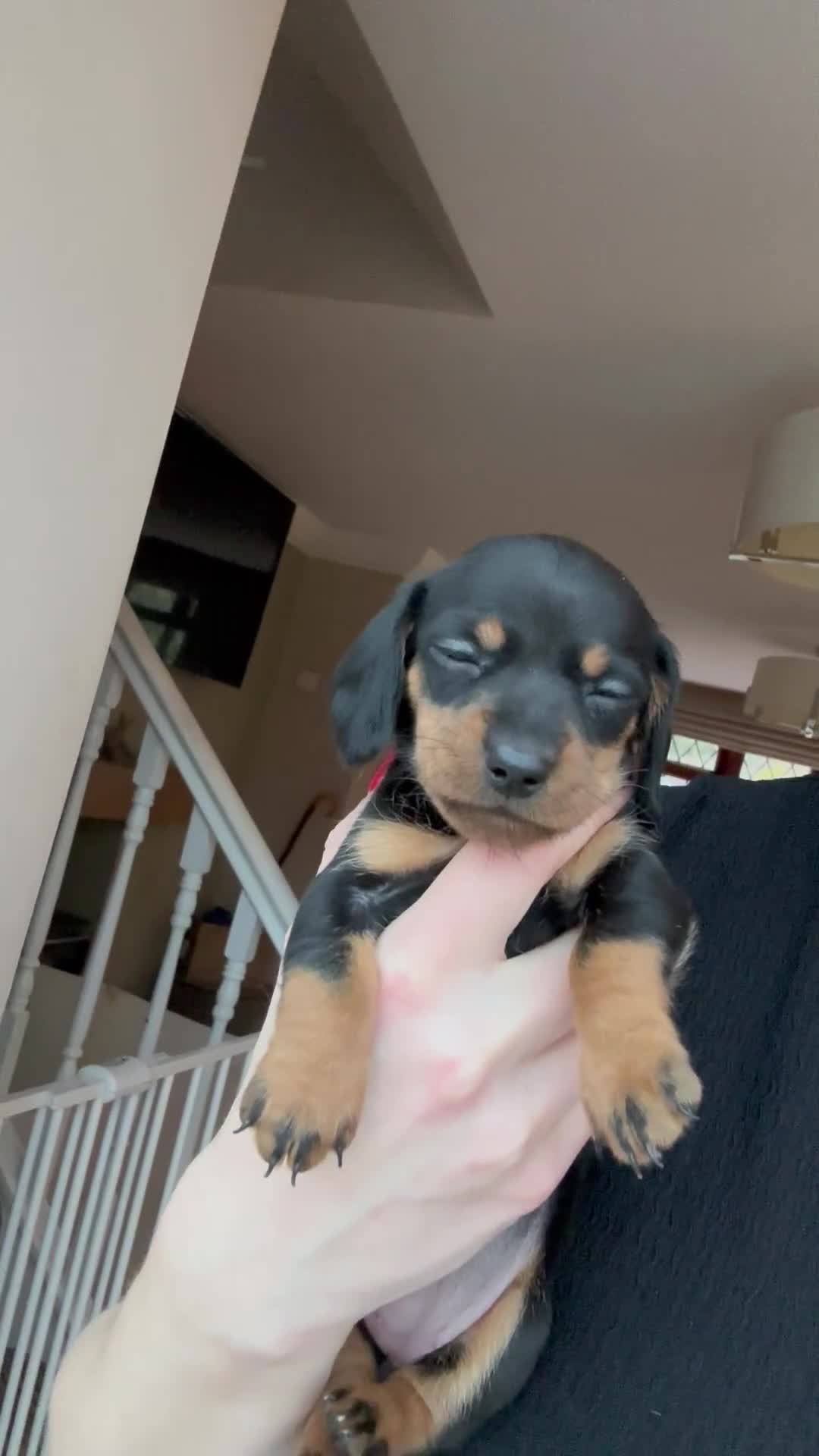 Miniature Dachshund dogs for sale: Miniature Dachshunds KC Registered - Video 2