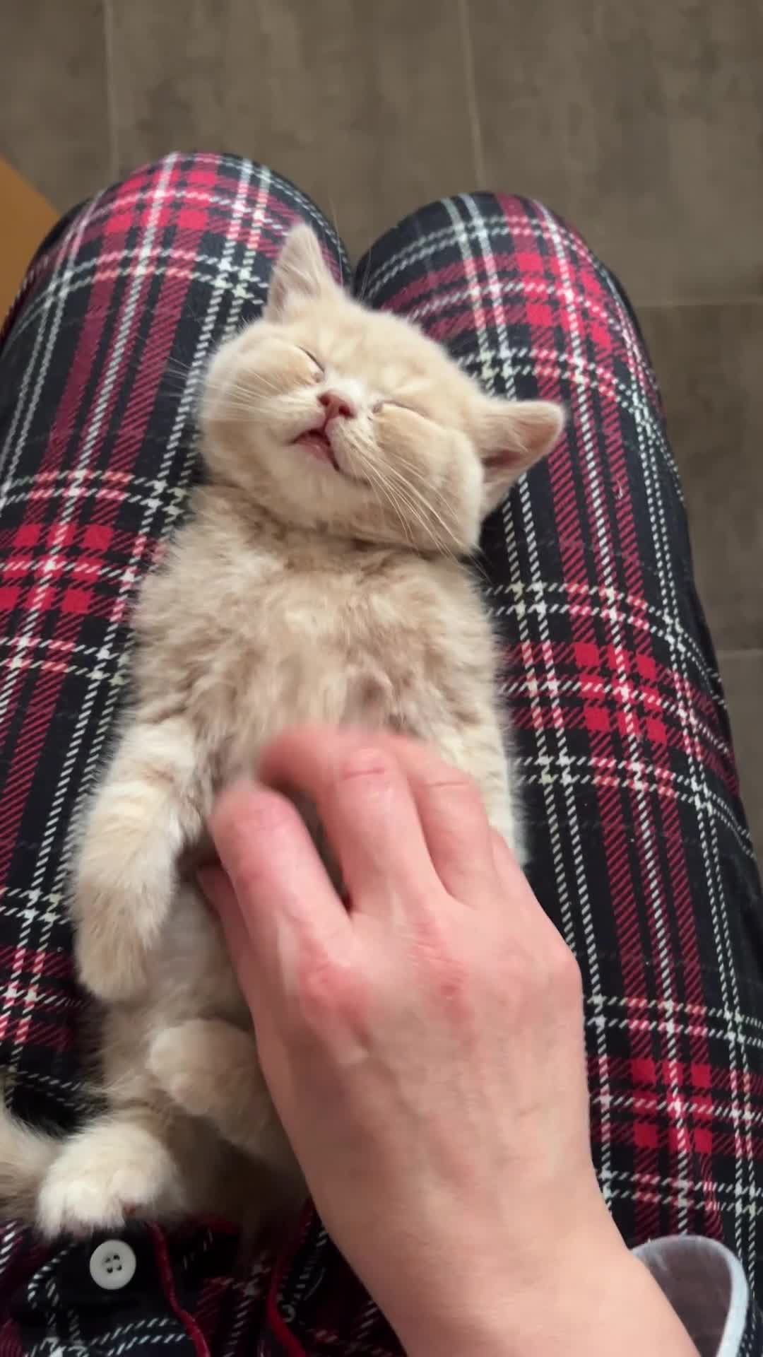 British Shorthair cats for sale: 😻CREAM & RED COLOUR KITTENS 😻 - Video 1