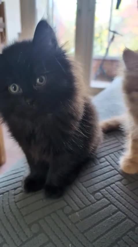British Shorthair cats for sale: 4 Beautiful loving adorable kittens  - Video 2