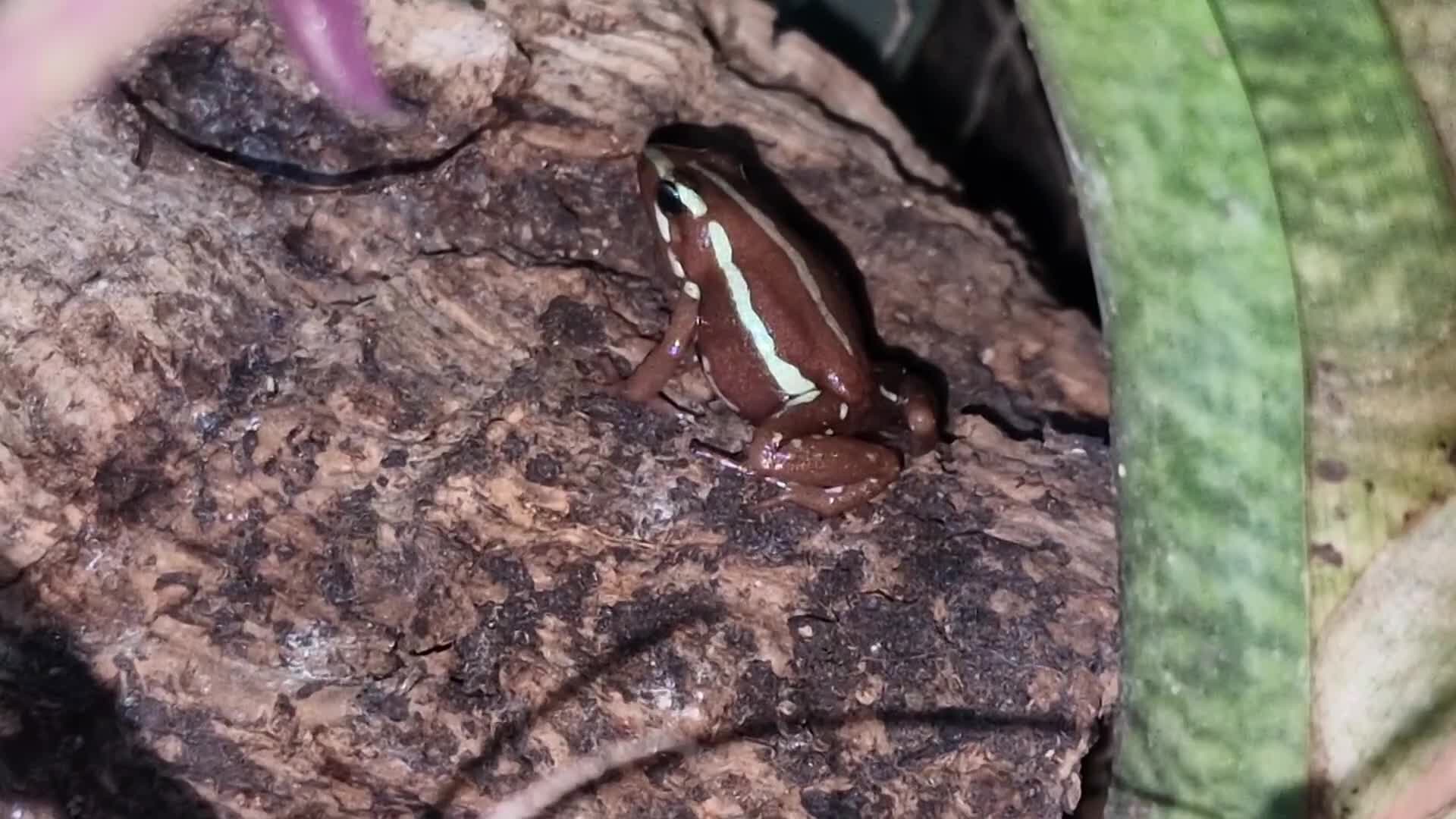 Frog reptiles for sale: Epipedobates anthonyi 'Santa Isabel' dart frogs - Video 1