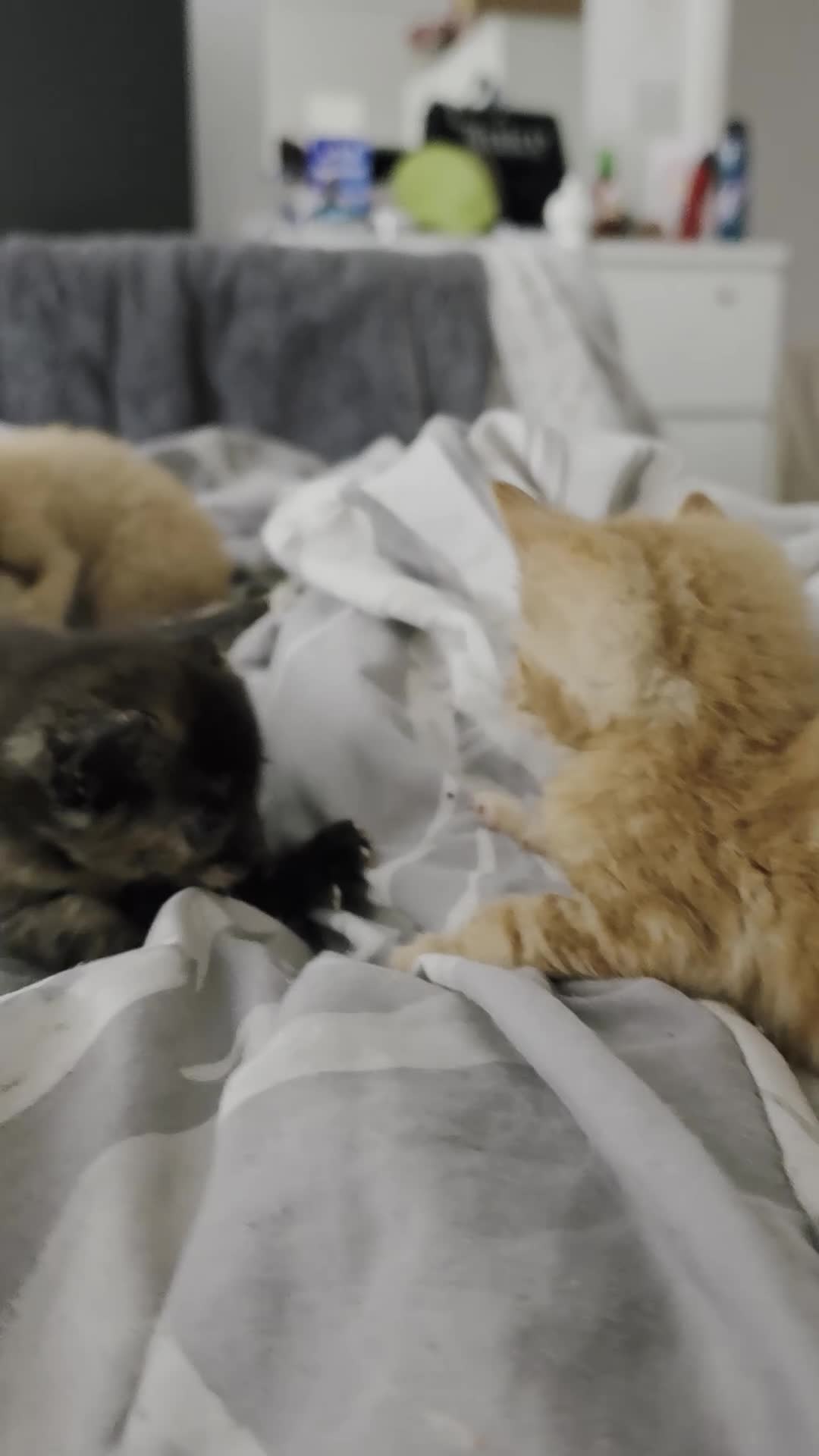 Domestic Shorthair cats for sale: 😸 Kittens 😸  - Video 2