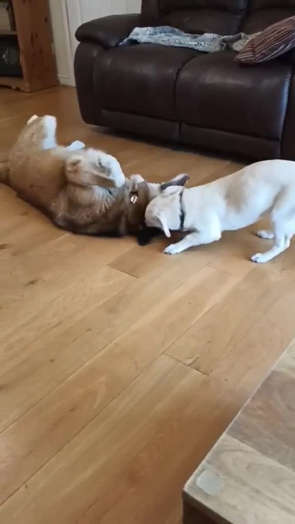 Mixed Breed dogs for adoption: MINNIE - LITTLE DYNAMO - Video 1