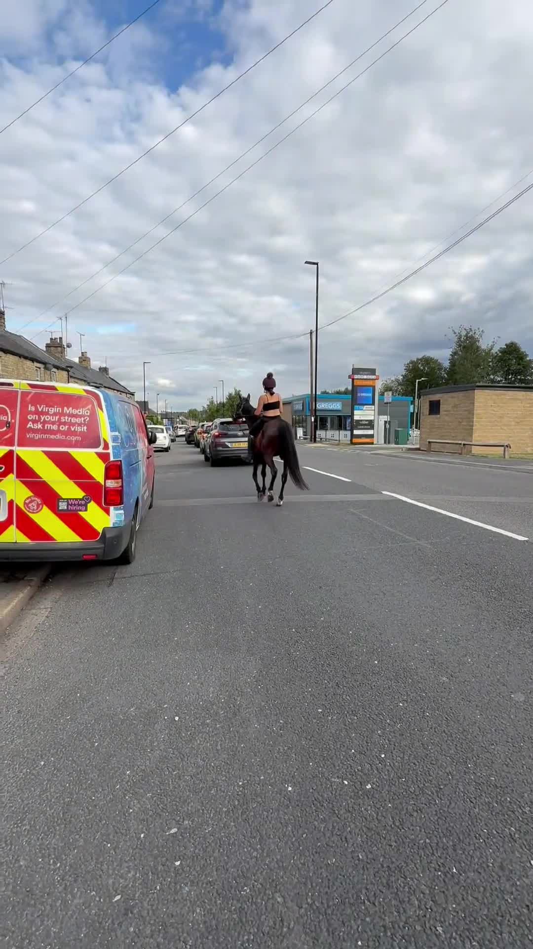 Trotter horses for sale: ❗️Ride and drive gelding for sale ❗️ - Video 1