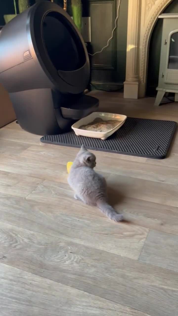 British Shorthair cats for sale: Kind Souls Fluffy Coats British Shorthair Kittens - Video 1