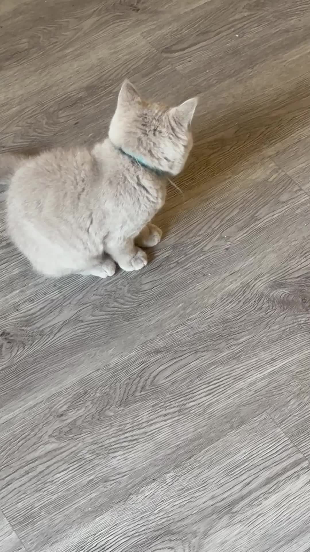 British Shorthair cats for sale: REDUCED  1!Beautiful Lilac male Ready to leave !  - Video 1