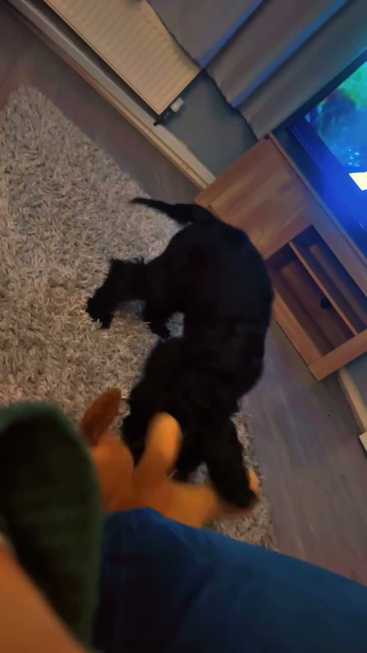 Cocker Spaniel dogs for sale: 8month old cocker spaniel in Sheffield - Video 1
