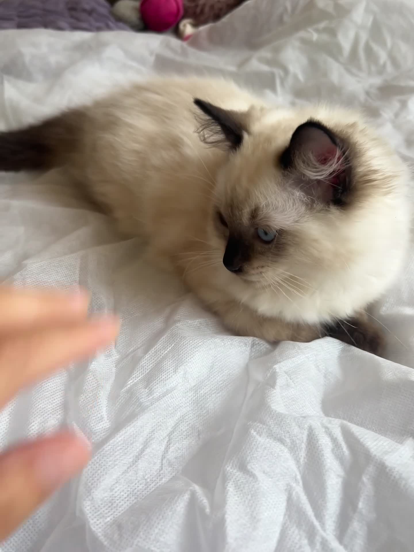 Ragdoll cats for sale: 😸🐾Pure Ragdoll kitties😸🐾 2 male & 1 female🐾😸 - Video 1
