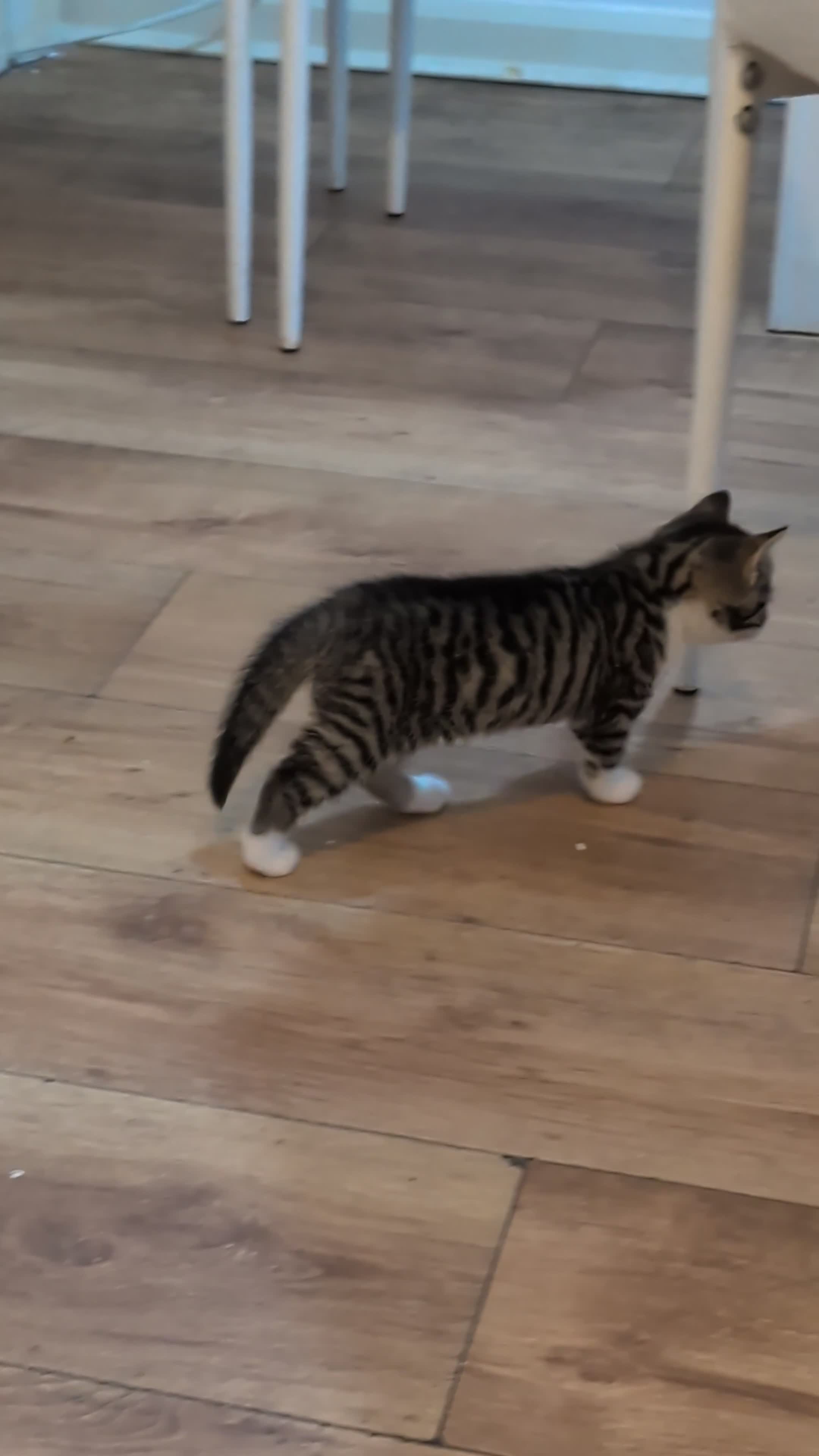 British Shorthair cats for sale: Two Tiny Best Friends Seeking a Forever Home! - Video 1