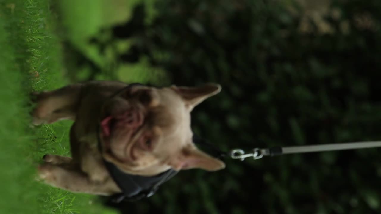 French Bulldog dogs for stud: Small and compact New Shade Isabella  in Norwich - Video 1