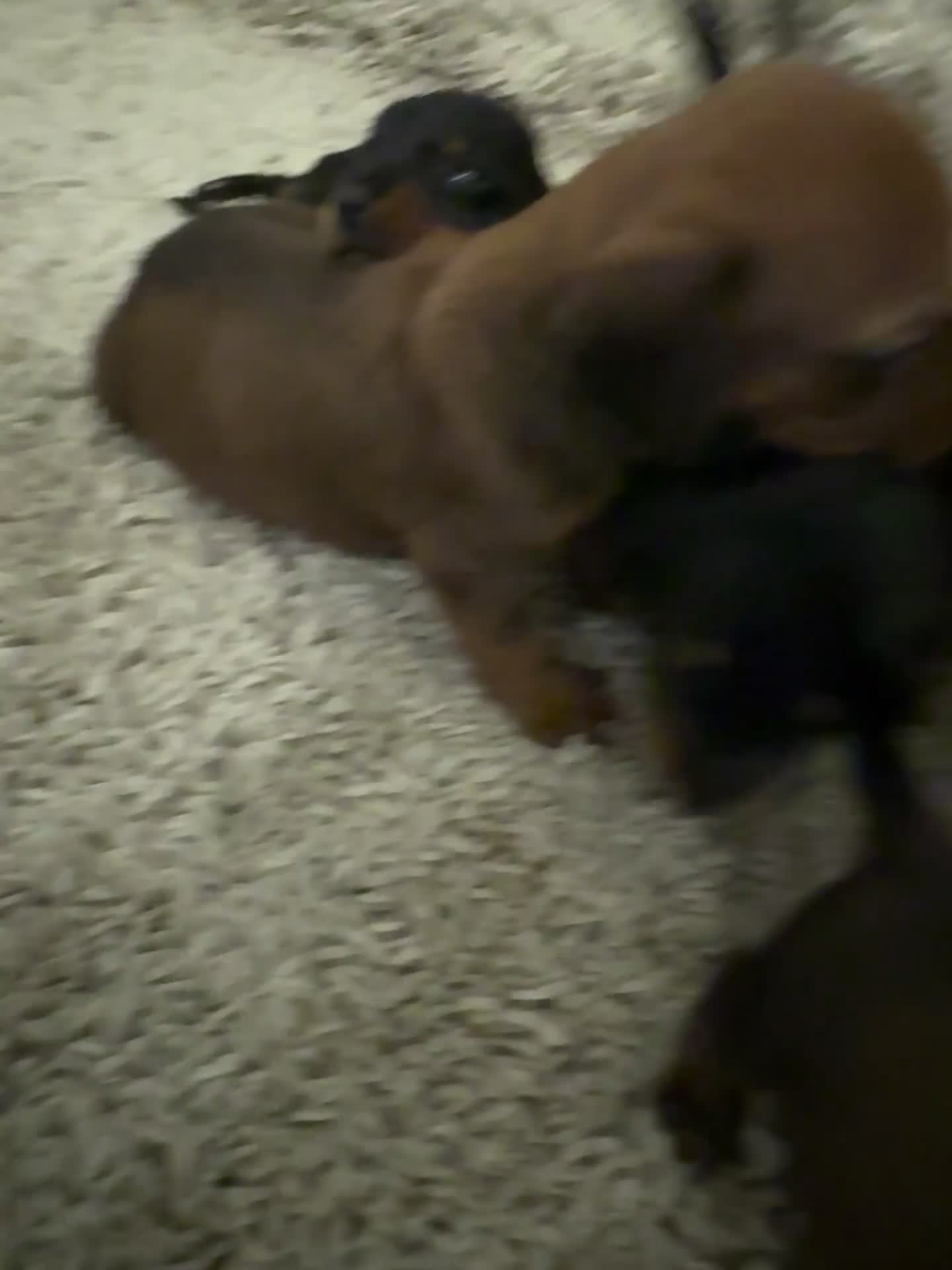Mixed Breed dogs for sale: Dachshund puppies seven  - Video 1