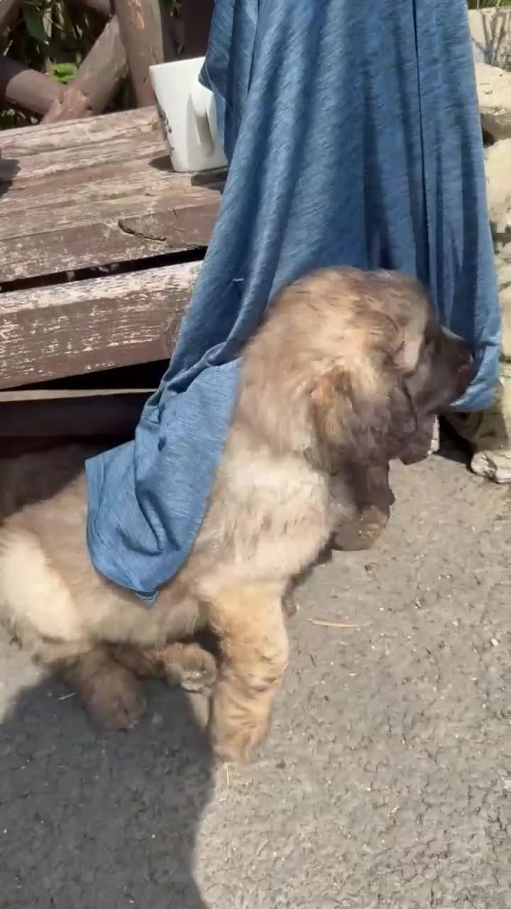 Leonberger dogs for sale: Stunning Leonberger Puppies - Video 1