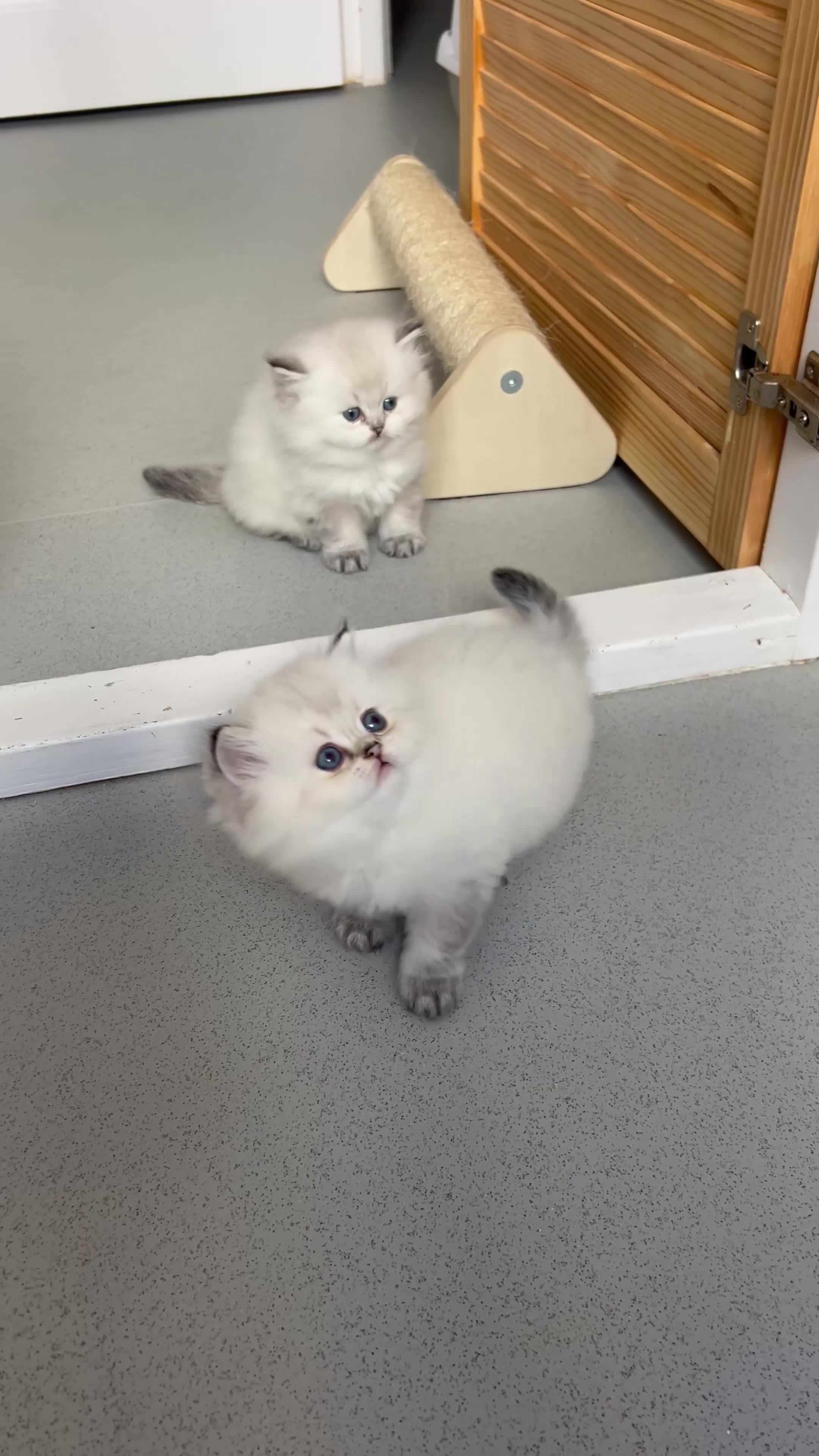 Scottish Fold cats for sale: Pedigree TICA registered boy kittens  - Video 2